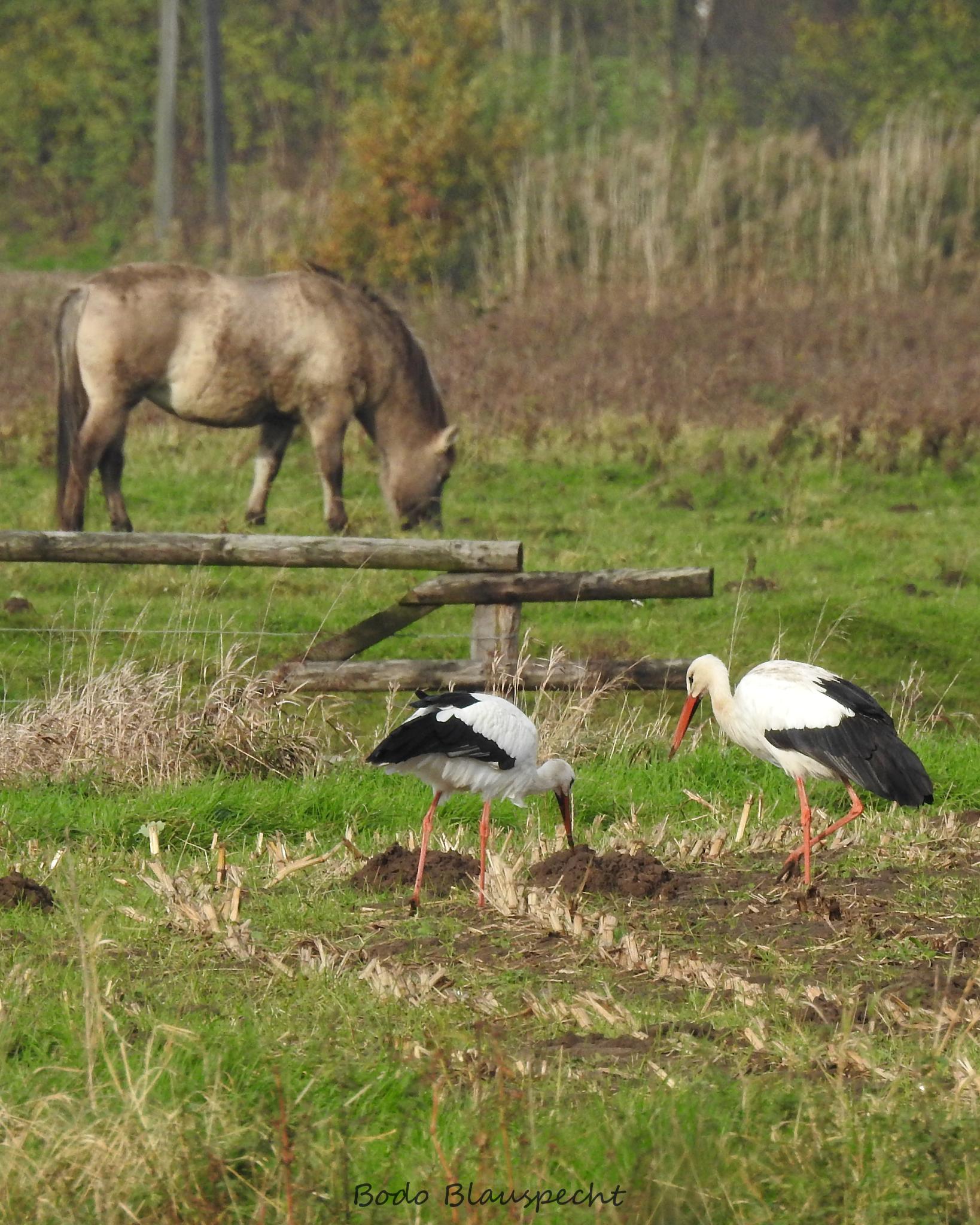 Landschaft   Tiere   Steveraue   2017.11.05 15.34 08 HQ